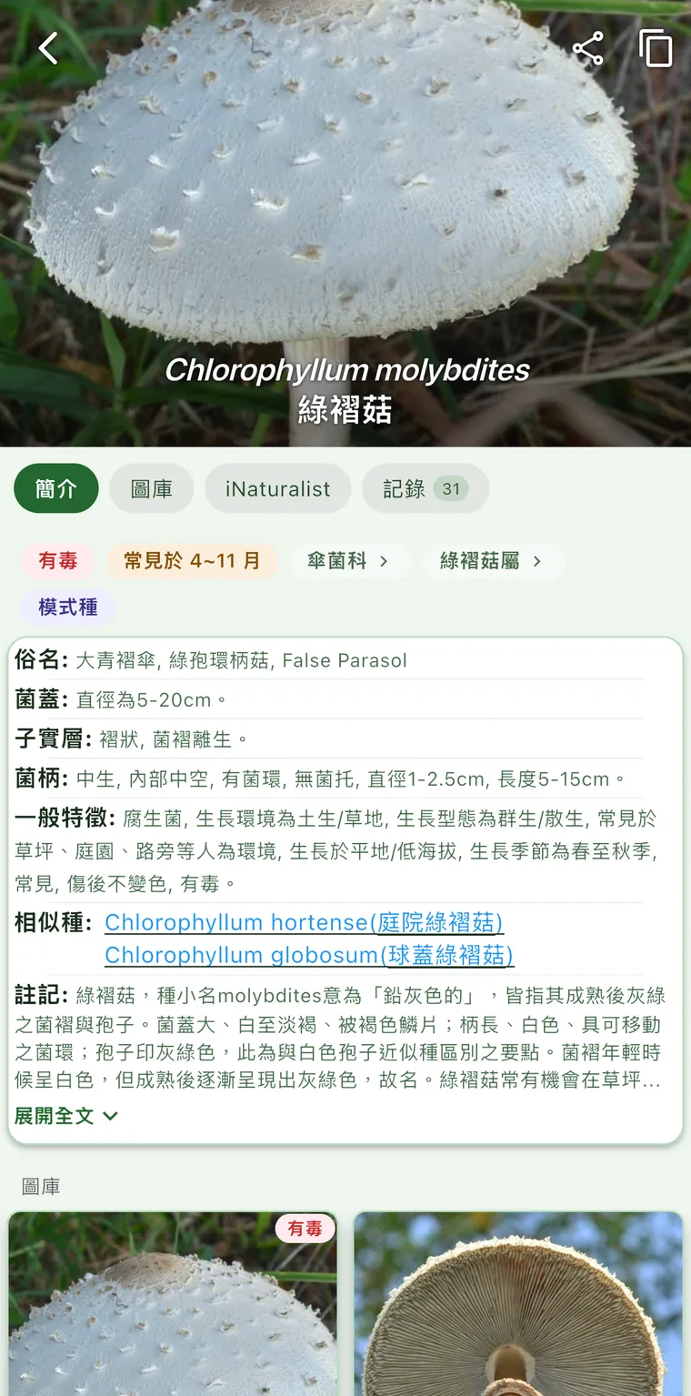 綠褶菇的物種頁