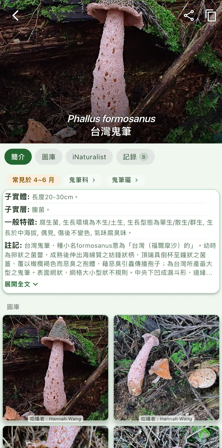 台灣鬼筆的物種頁